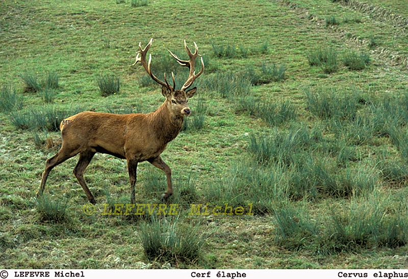 216 Cerf élaphe.jpg - Cerf élaphe - Cervus elaphus - Ardennes